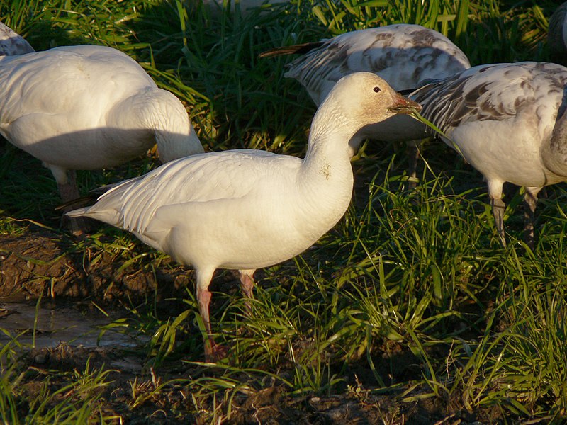 C. c. caerulescens