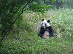 檔案:Chengdu-oso-panda-comiendo-v01.ogv