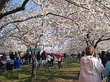 全米桜祭り （ワシントンD.C.）