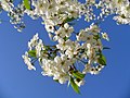 * Nomination Cherry tree blossom --George Chernilevsky 14:00, 8 June 2009 (UTC) * Promotion nice --Mbdortmund 19:06, 8 June 2009 (UTC)