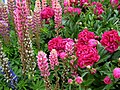 Lupines and peonies