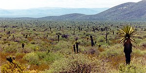 Пустыня Чиуауа на юго-западе Тулы, муниципалитет Тула, Тамаулипас, Мексика (24 сентября 2003 г.) .jpg