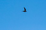 Thumbnail for File:Chimney swift (29593166894).jpg