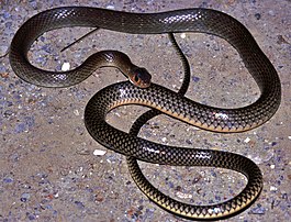 Chinese Rat-snake (Ptyas korros) (7801682640).jpg