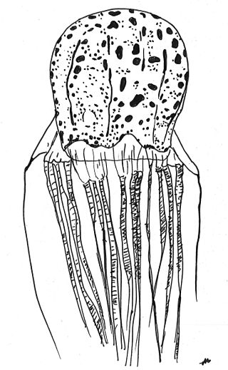 <i>Chirodectes</i> Genus of jellyfishes