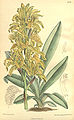 Chloraea piquichen (as Chloraea virescens) - Curtis' 132 (Ser. 4 no. 2) pl. 8100 (1906).jpg