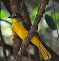 Thumbnail for Yellow-bellied greenbul