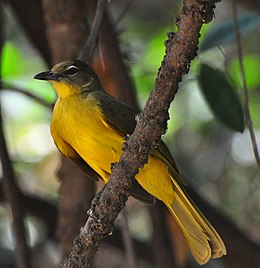 Sárgahasú bülbül (Chlorocichla flaviventris)