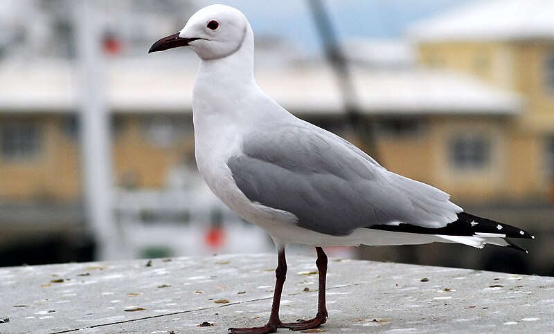 File:Chroicocephalus hartlaubii -Cape Town, South Africa-8.jpg