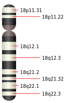 Chromosome 18.svg