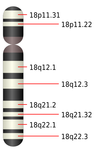 File:Chromosome 18.svg