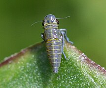 Nymph of Cicadella viridis