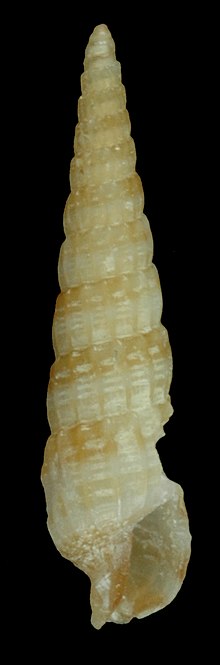 Clathroterebra dedonderi (MNHN-IM-2013-59949) .jpeg