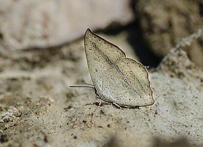 Ventral view