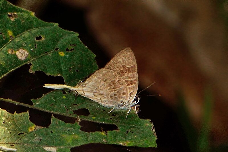 File:Close wing position of Bindahara phocides (Fabricius, 1793) – Plane DSC 3292.jpg