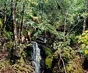 Lush cloud forest vegetation and waterfall in El Cielo Biosphere Reserve (12 August 2004).