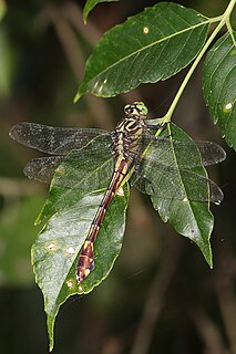 <i>Gomphurus vastus</i> Species of dragonfly