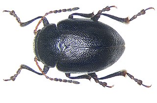 <i>Colaspidema</i> Genus of leaf beetles