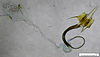 Coleophora saxicolella (15858570584).jpg