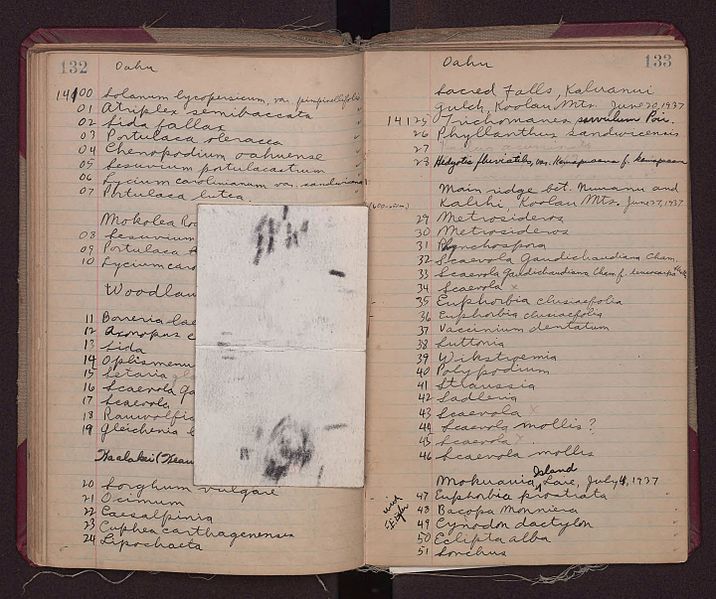 File:Collection number book, beginning with no. 11000 BHL46484041.jpg