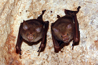 Hipposideridae Family of bats