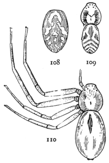 عنکبوت های مشترک ایالات متحده 108-10.png