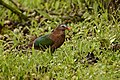 * Nomination: Common emerald dove Chalcophaps indica in Anaimalai hills, Southern Western Ghats, India --PJeganathan 07:29, 9 March 2018 (UTC) * * Review needed