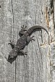 * Nomination Common wall gecko (Tarentola mauritanica) --Charlesjsharp 09:21, 26 May 2022 (UTC) * Promotion  Support Good quality. --Steindy 16:39, 26 May 2022 (UTC)