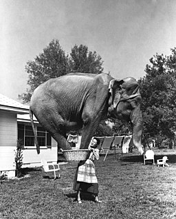 Composite photograph of Jean Younkers holding an elephant in a laundry basket (9352357240)