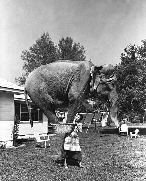 File:Composite photograph of Jean Younkers holding an elephant in a laundry basket (9352357240).jpg