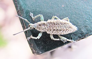 <i>Compsus canescens</i> Species of broad-nosed weevil