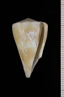 Conus bondarevi (MNHN-IM-2013-62929).jpeg