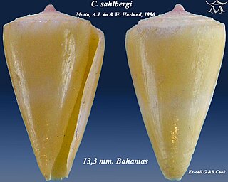 <i>Conus sahlbergi</i> species of mollusc