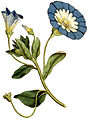 Convolvulus tricolor plate 27 in: The Botanical Magazine, vol. 1, (1787) alternative