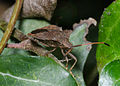 Coreus marginatus