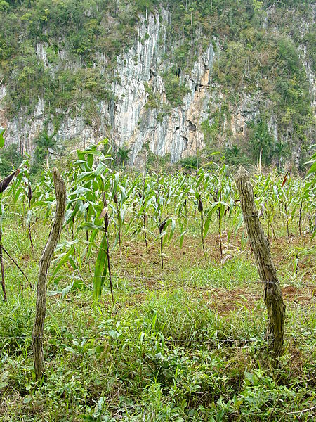 File:Corn Growing in Pinar del Rio Province - Cuba.JPG