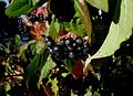 Cornus-sanguinea-fruits-2.jpg