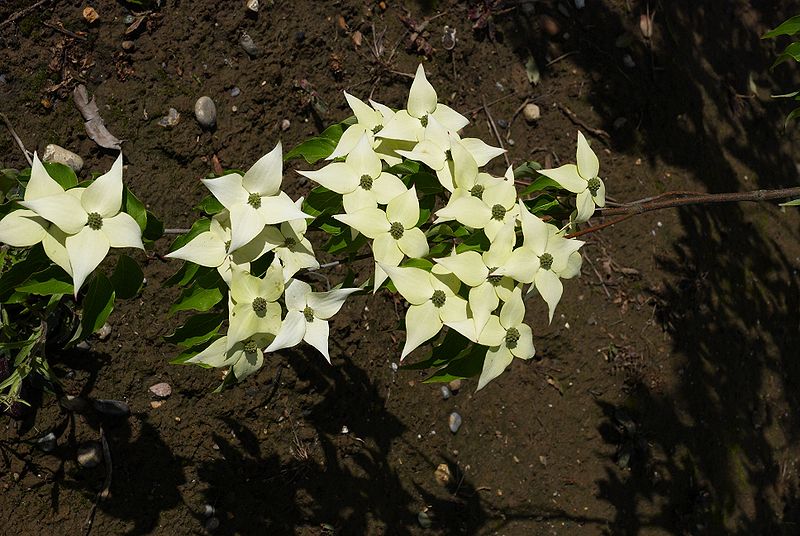 File:Cornus kousa Milky way B.jpg