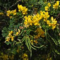 Coronilla valentina from Sicily (my photograph)