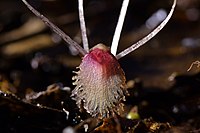 Corybas cryptanthus