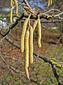 Male flowers