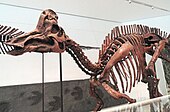 Mounted fossilized skeleton of the Late Cretaceous duck-billed dinosaur Corythosaurus Corythosaurus casuarius, Dinosaur Provincial Park, Alberta, Canada, Late Cretaceous - Royal Ontario Museum - DSC00023.JPG