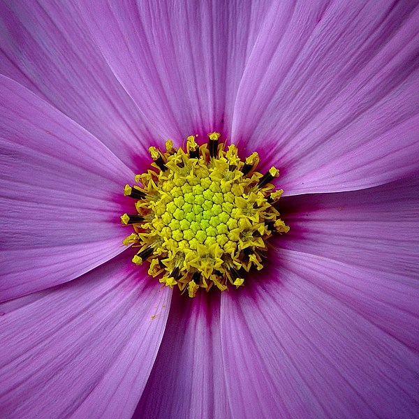 File:Cosmic flower.jpg