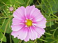 Cosmos bipinnatus0.jpg