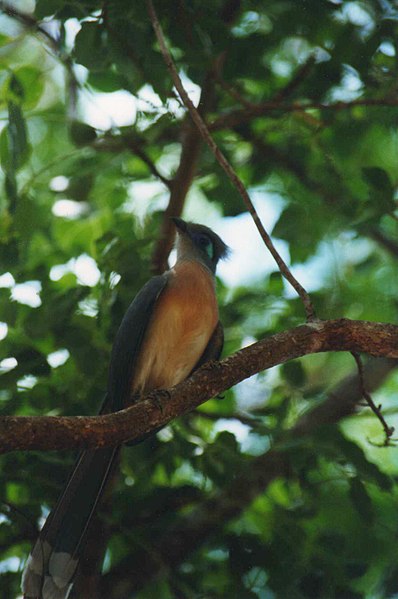 File:Coua cristata Ankarana 2.jpg