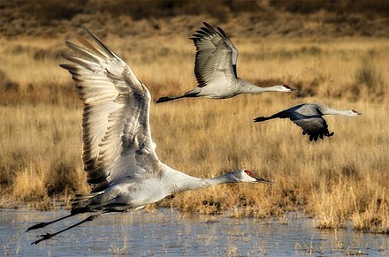 Sandhill cranes at the Bosque del Apache National Wildlife Reserve