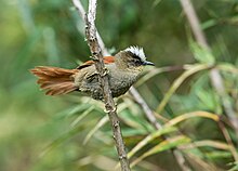 Cranioleuca marcapatae - Marcapata Spinetail (ssp. weskei).jpg