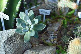 <i>× Pachyveria</i> Hybrid genus of succulents