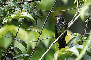 <span class="mw-page-title-main">Cream-striped bulbul</span> Species of songbird