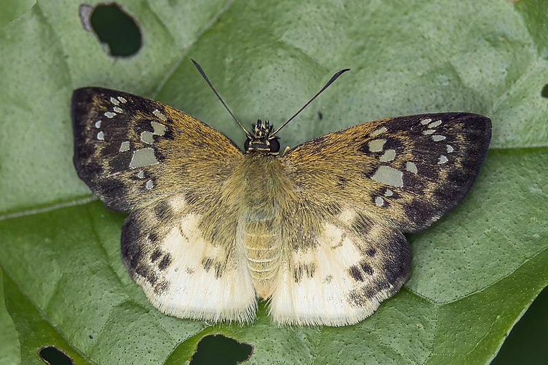 File:Cream flat (Eagris denuba denuba).jpg